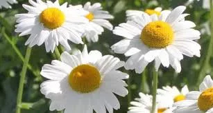 Óriás margitvirág - Leucanthemum maximum
