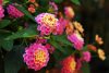 Sétányrózsa  - Lantana camara