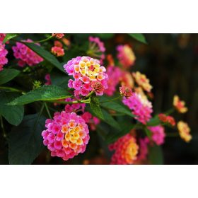 Sétányrózsa  - Lantana camara