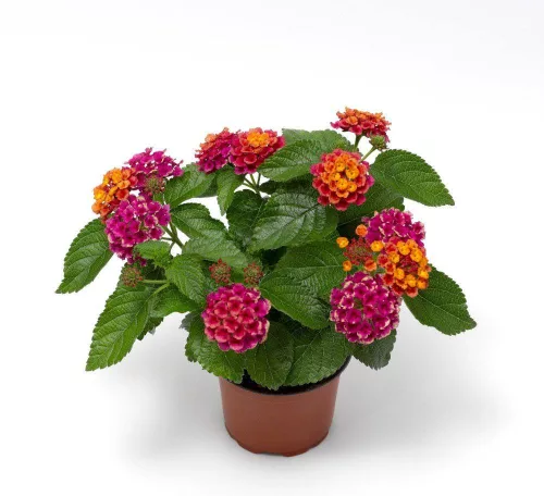 Sétányrózsa  - Lantana camara
