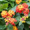 Sétányrózsa  - Lantana camara