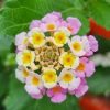 Sétányrózsa  - Lantana camara