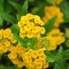 Sétányrózsa  - Lantana camara