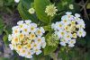 Sétányrózsa  - Lantana camara