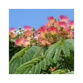 Selyemakác - Albizia julibrissin 'Ombrella'