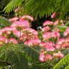 Selyemakác - Albizia julibrissin 'Ombrella'