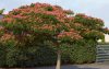 Selyemakác - Albizia julibrissin 'Ombrella'