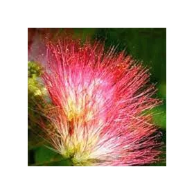   Selyemakác - Albizia julibrissin 'Rouge de tuilliere'
