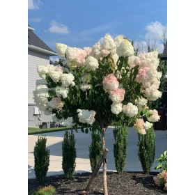 Magastörzsű Bugás hortenzia - Hydrangea paniculata ‘Sundae Fraise’ 