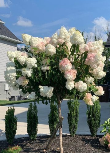 Magastörzsű Bugás hortenzia - Hydrangea paniculata ‘Sundae Fraise’ - Törzs 60 cm