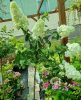 Magastörzsű Bugás hortenzia - Hydrangea paniculata ‘Sundae Fraise’ - Törzs 60 cm