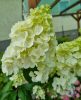 Magastörzsű Bugás hortenzia - Hydrangea paniculata ‘Sundae Fraise’ - Törzs 60 cm