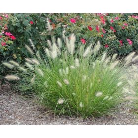   Évelő Tollborzfű - Pennisetum alopecuroides "Hameln"