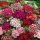 Török szegfű - Dianthus barbatus