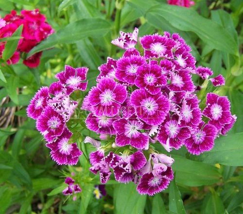 Török szegfű - Dianthus barbatus
