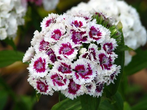 Török szegfű - Dianthus barbatus