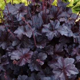 Tűzeső - Heuchera "Black Taffeta' 