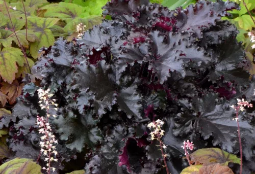 Tűzeső - Heuchera "Black Taffeta' 
