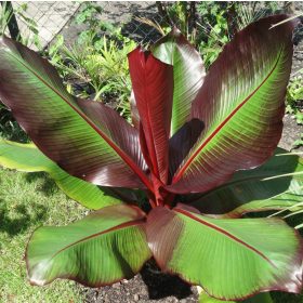    Vörös levelű banán -  Ensete ventricosum ‘Maurelli’ 