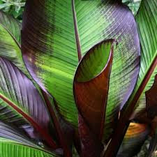  Vörös levelű banán -  Ensete ventricosum ‘Maurelli’ 