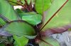  Vörös levelű banán -  Ensete ventricosum ‘Maurelli’ 