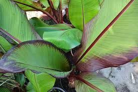  Vörös levelű banán -  Ensete ventricosum ‘Maurelli’ 
