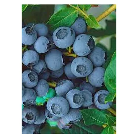   Magasbokrú kék áfonya - Vaccinium corymbosum 'Bluejay' 