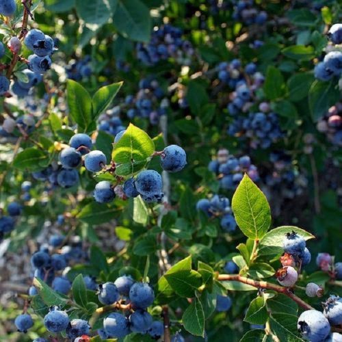 Magasbokrú kék áfonya - Vaccinium corymbosum 'Bluejay' 
