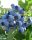 Kék áfonya - Vaccinium corymbosum 'Northland' 