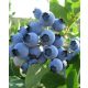 Kék áfonya - Vaccinium corymbosum 'Northland' 