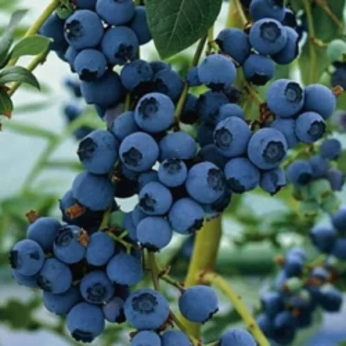 Kék áfonya - Vaccinium corymbosum 'Northland' 