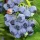  Óriás kék áfonya - Vaccinium corymbosum 'Jersey'