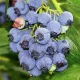  Óriás kék áfonya - Vaccinium corymbosum 'Jersey'