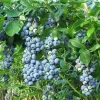 Óriás kék áfonya - Vaccinium corymbosum 'Jersey'