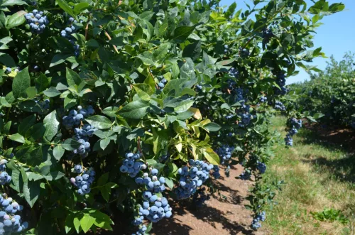  Óriás kék áfonya - Vaccinium corymbosum 'Jersey'