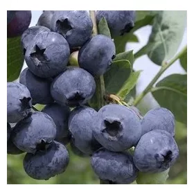 Kék áfonya - Vaccinium corymbosum 'Heerma II' 