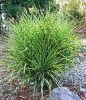 Zebrafű - MISCANTHUS SINENSIS ZEBRINUS