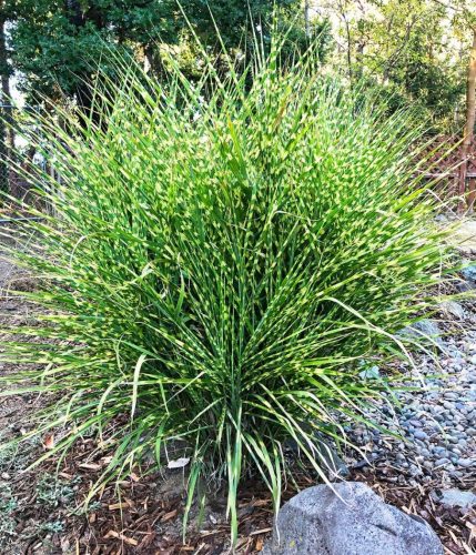 Zebrafű - MISCANTHUS SINENSIS ZEBRINUS