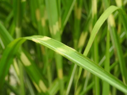 Zebrafű - MISCANTHUS SINENSIS ZEBRINUS
