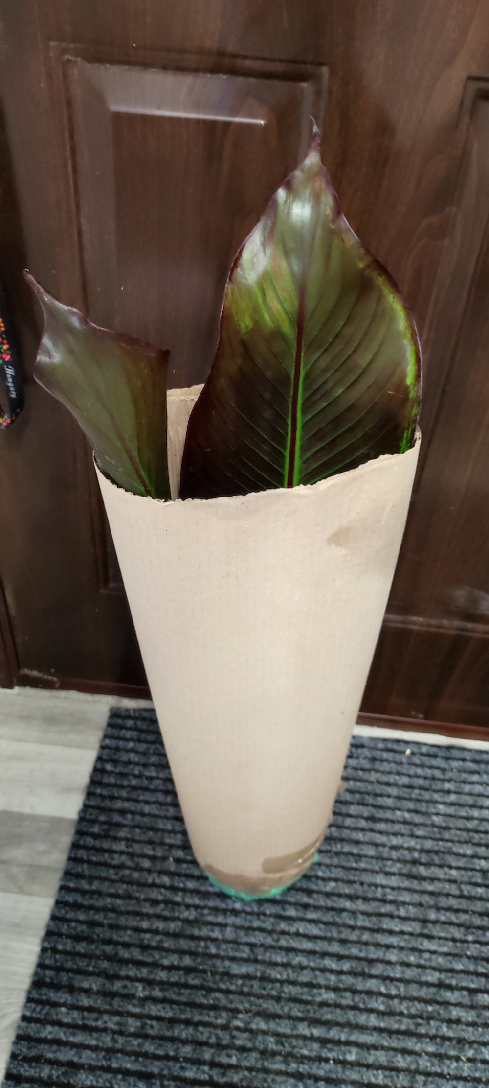 Vörös levelű banán - Ensete ventricosum ‘Maurelli’ Vörös levelű banán - Ensete ventricosum ‘Maurelli’