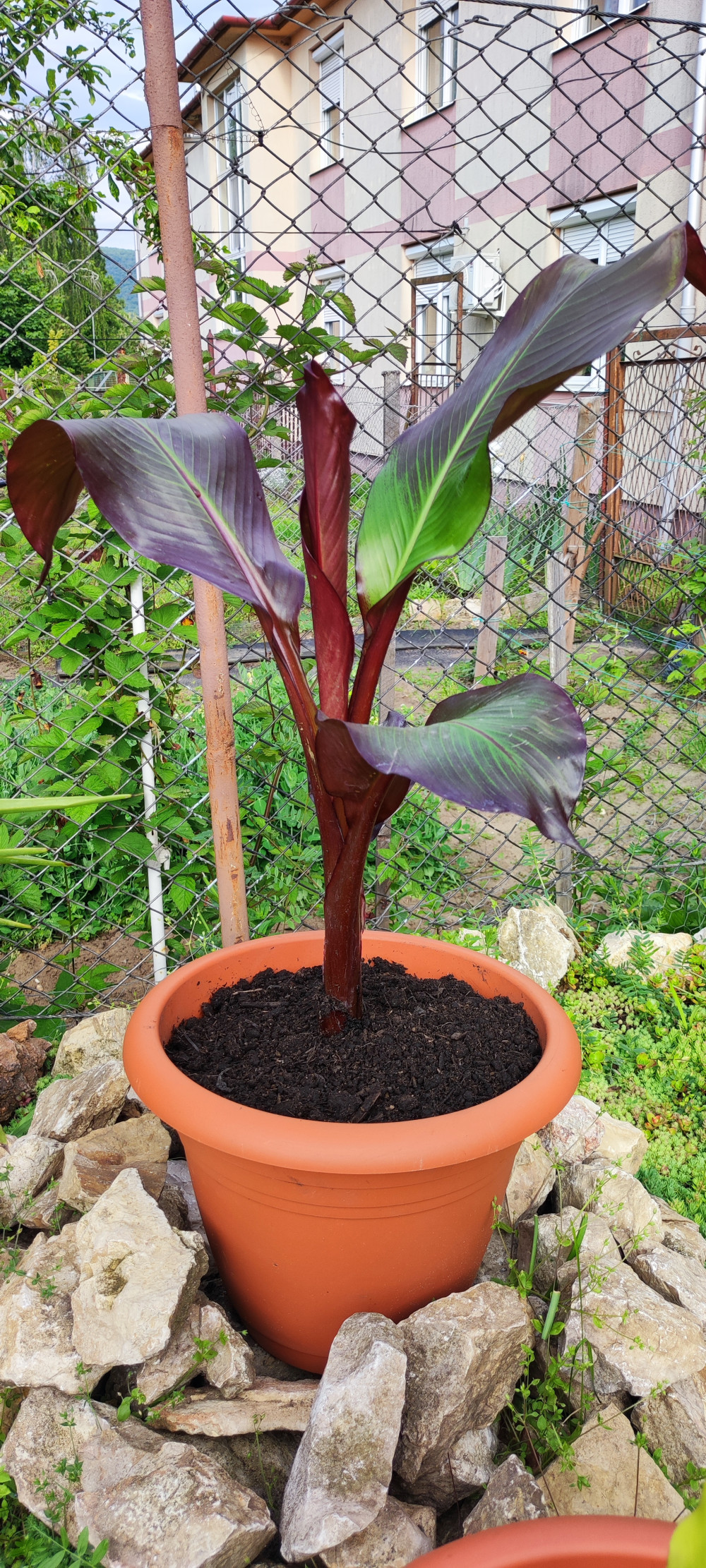Vörös levelű banán - Ensete ventricosum ‘Maurelli’ Vörös levelű banán - Ensete ventricosum ‘Maurelli’